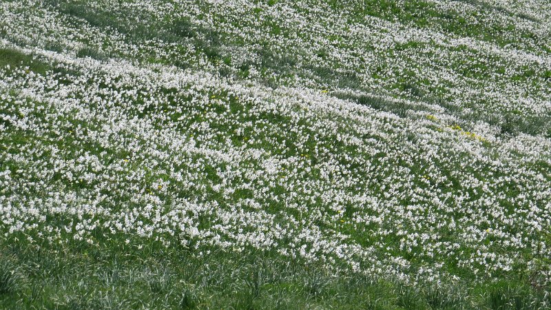 K (14) Narcissi - Col de Lautaret.JPG